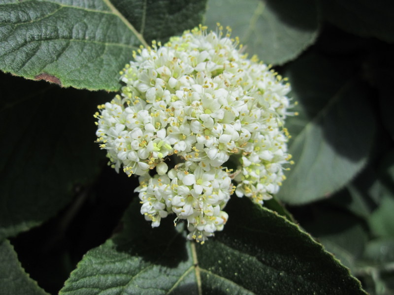 VIBURNUM  LANTANA 28-07-2012 11-28-12.JPG