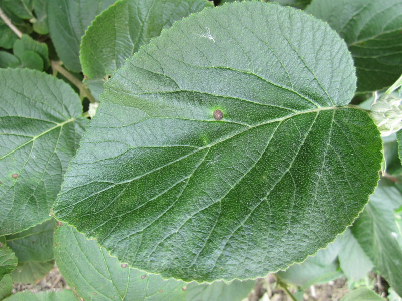 VIBURNUM  LANTANA 28-07-2012 11-28-41.JPG