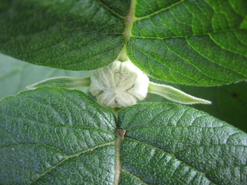 VIBURNUM  LANTANA 28-07-2012 11-30-09.JPG