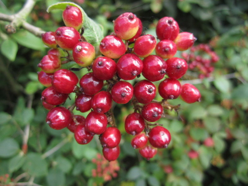 VIBURNUM  LANTANA 28-07-2012 11-30-41.JPG