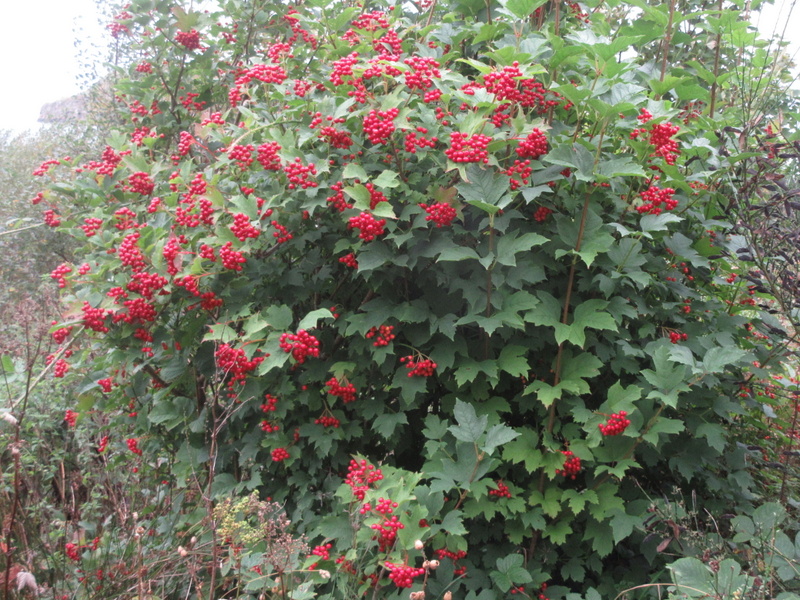 VIBURNUM  OPULUS 21-09-2021 09-48-36.JPG