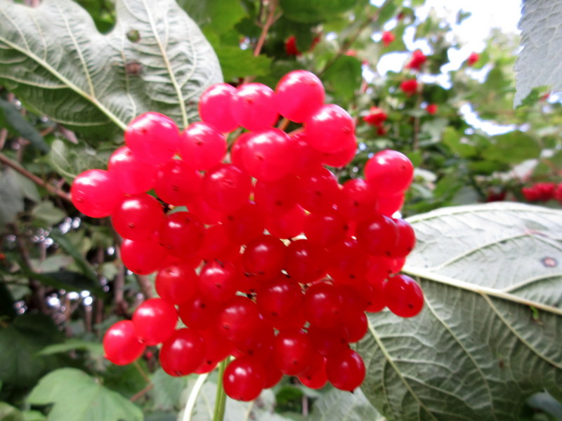 VIBURNUM  OPULUS 29-09-2023 15-07-59.JPG
