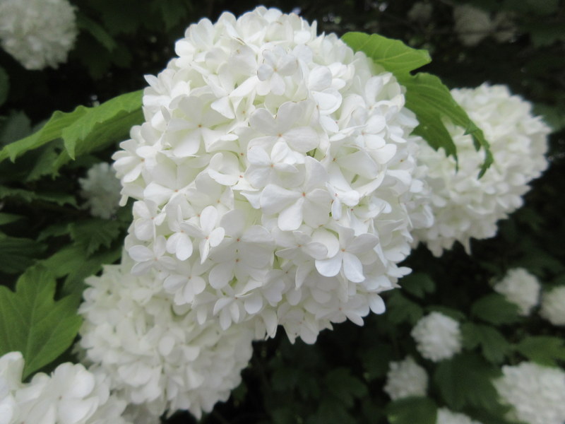 VIBURNUM  OPULUS  ROSEUM 28-05-2019 14-20-49.JPG