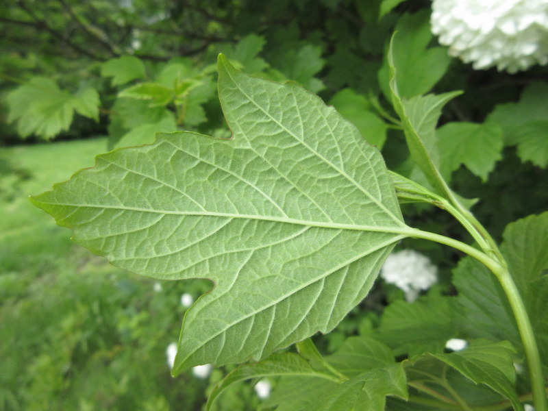 VIBURNUM  OPULUS  ROSEUM 28-05-2019 14-21-44.JPG