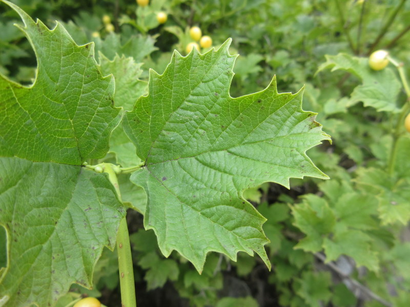 VIBURNUM  OPULUS  XANTHOCARPUM 16-08-2020 11-50-07.JPG