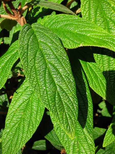 VIBURNUM  RHYTIDOPHYLLUM 17-10-2009 14-49-05.JPG