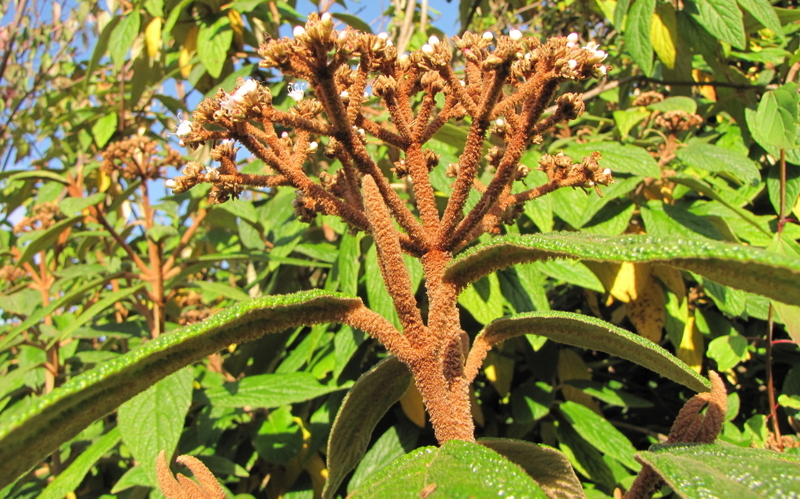 VIBURNUM  RHYTIDOPHYLLUM 17-10-2009 14-50-34.JPG