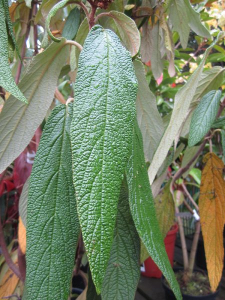 VIBURNUM  RHYTIDOPHYLLUM 28-09-2010 12-37-19.JPG