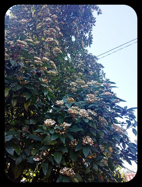 Viburnum tinus 25 Jan 22.jpg