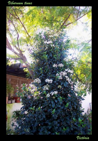 Viburnum tinus Jan 09.JPG