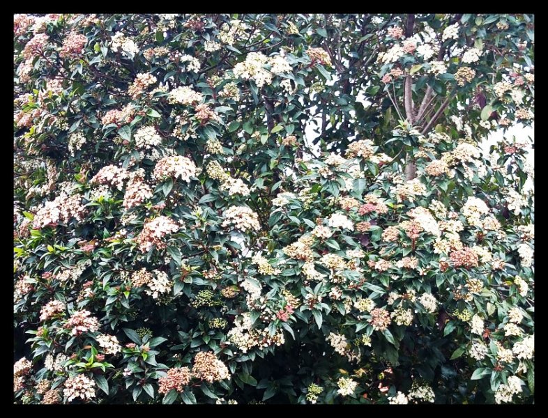 Viburnum1 18 Jan.jpg