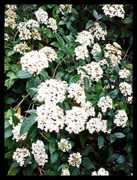 Viburnum3 18 Jan.jpg