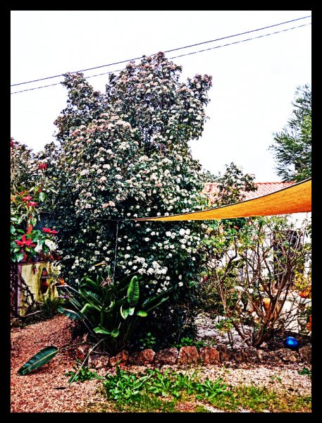 Viburnum4 18 Jan.jpg