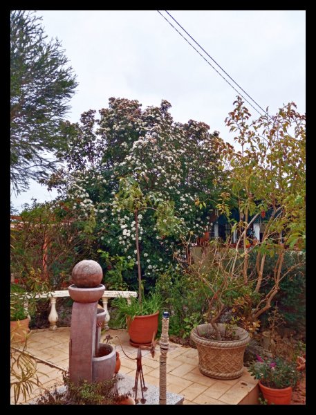 Viburnum6 18 Jan.jpg