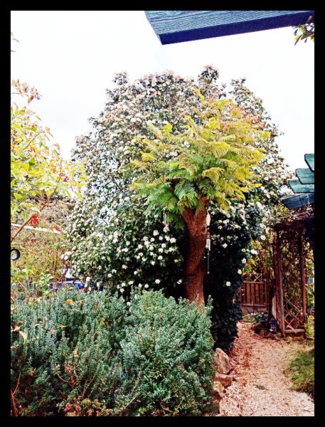 Viburnum7 18 Jan(1).jpg