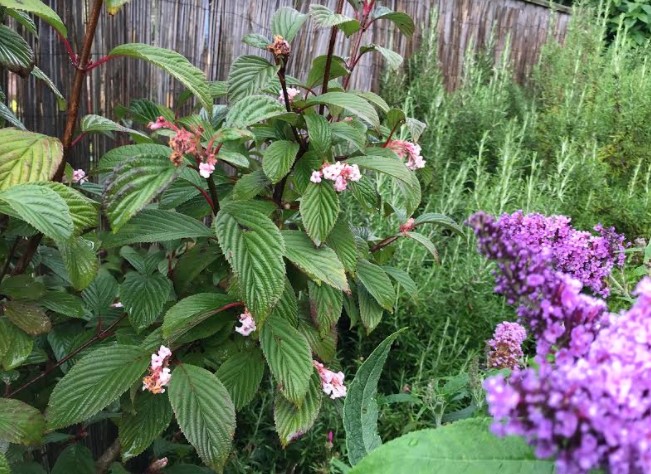 viburnumandbuddleya.jpg