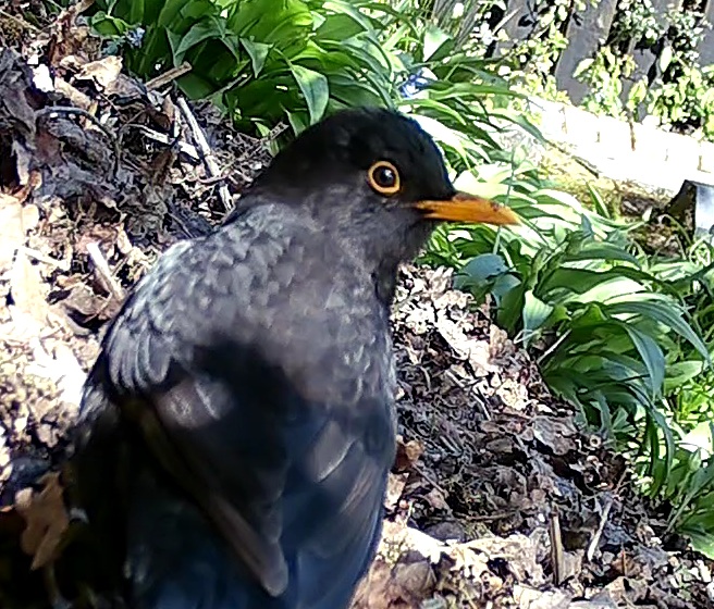 VideoCapture_20240416-230741_resized (1).jpg