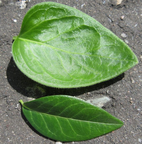 VINCA  MAJOR  TOP  VINCA  MINOR  BOTTOM 04-06-2019 11-20-36.JPG