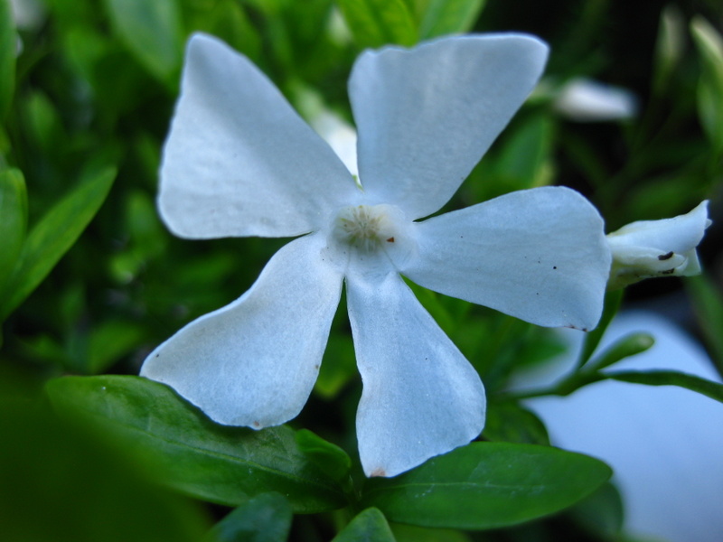 VINCA  MINOR  ALBA  GERTRUDE  JEKYLL 25-04-2009 17-02-07.JPG