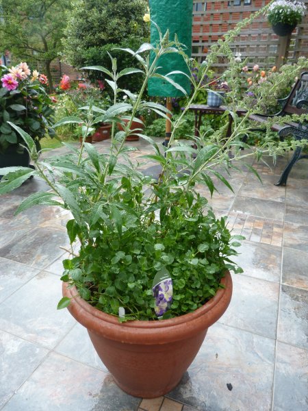 Viola Rrebecca 001.JPG