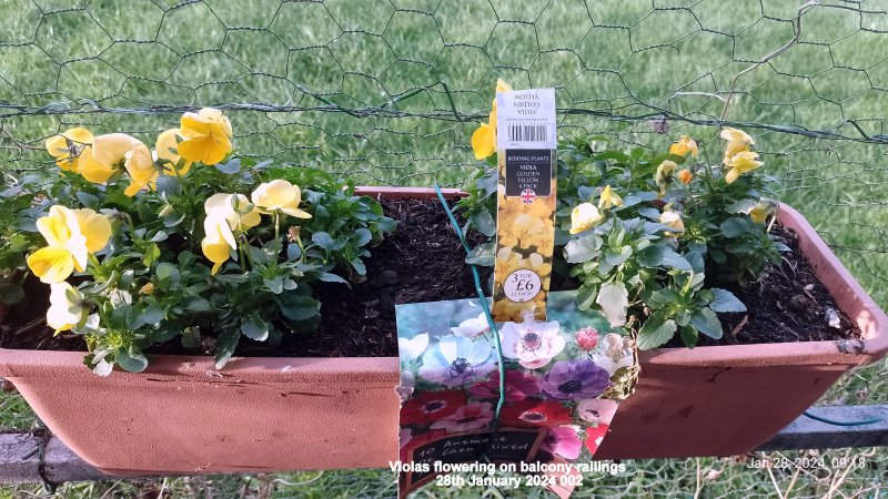 Violas flowering on balcony railings 28th January 2024 002.jpg