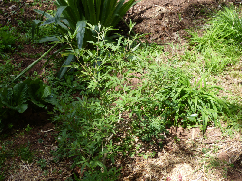 Vitex  agnus-castus 2.JPG