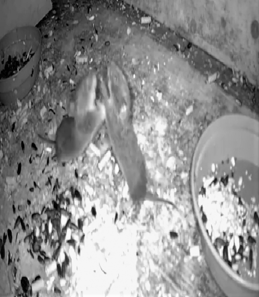 vlcsnap-2020-10-22-09h45m20s499 (2).png