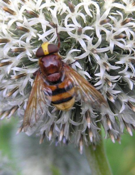 Volucella zonaria1.jpg