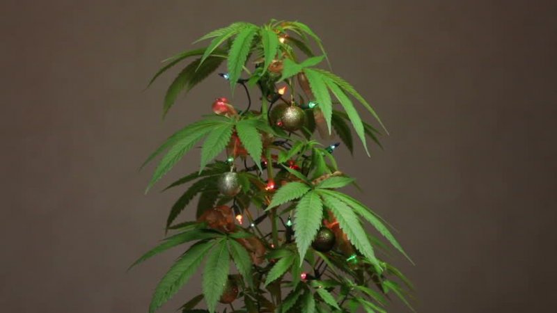 wackybaccy tree.jpg