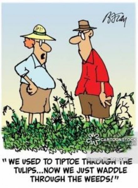 Waddle through the weeds.jpg