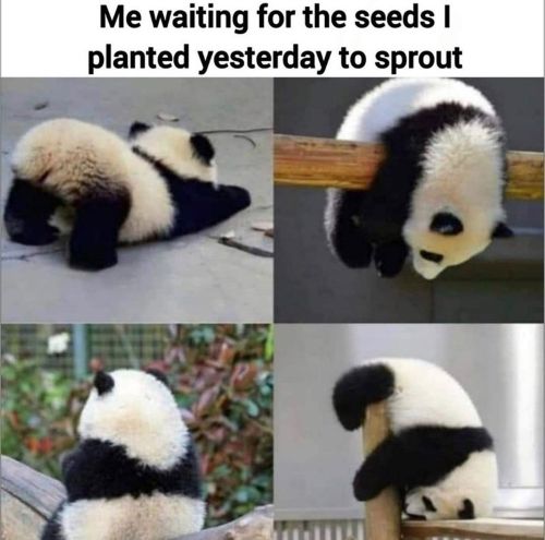 Waiting for seeds.jpg