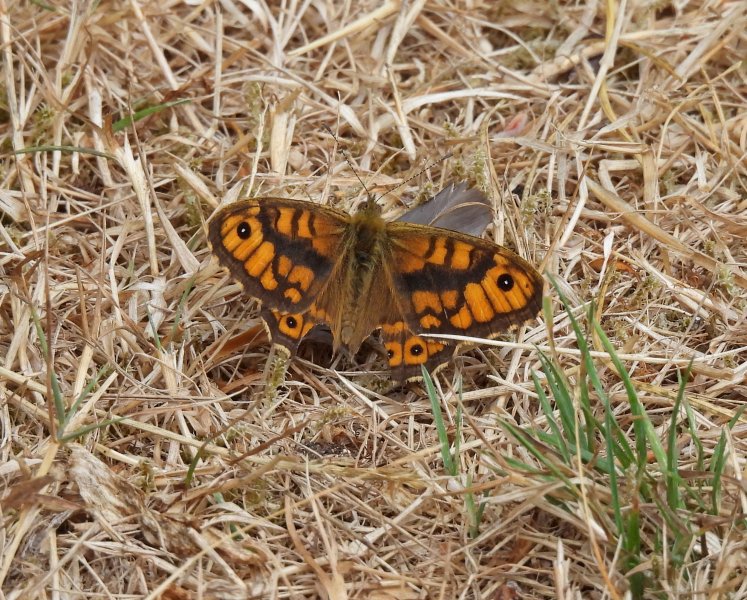 Wall brown 1.JPG