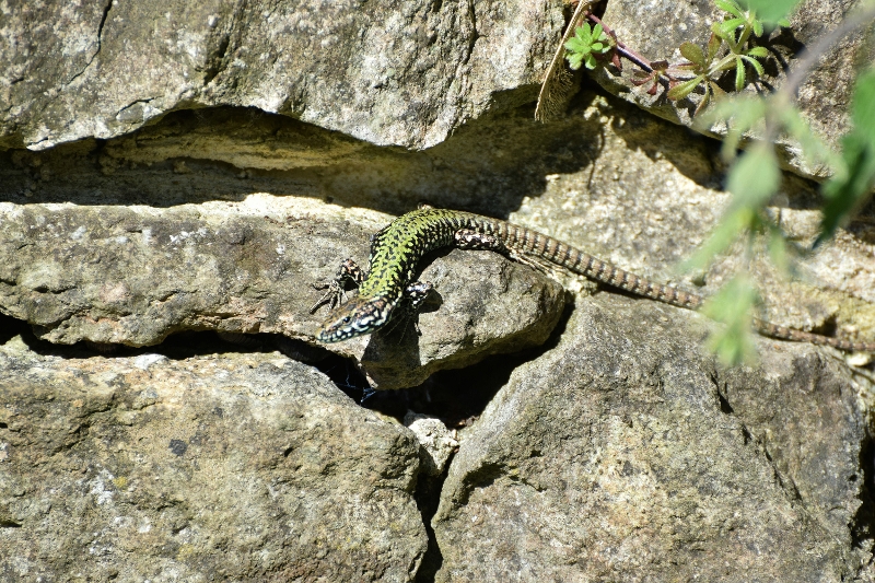 WALL LIZARD 2 (800x533).jpg