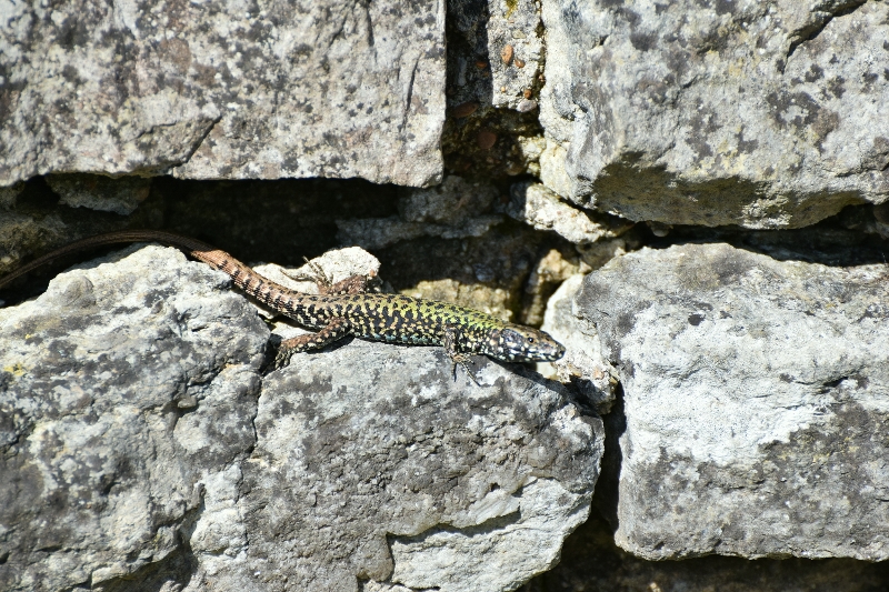 WALL LIZARD (800x533).jpg