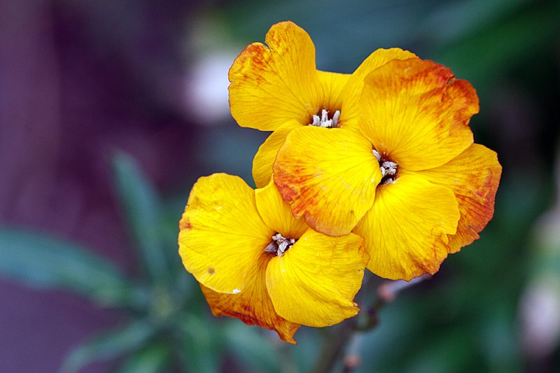 Wallflower-orange-Jan-2.jpg