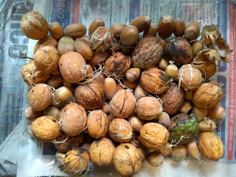 wallnuts.jpg