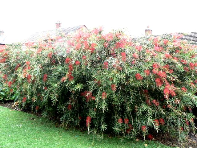 walnut's Bottlebrush.jpg