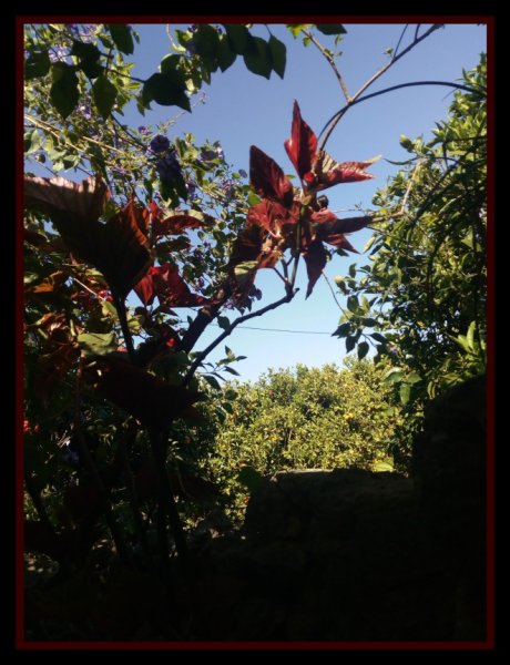 Walter Orchard 5 May.jpg