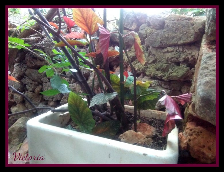 Walter Trout Apr 20.jpg