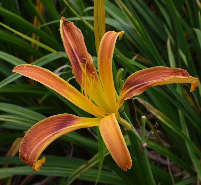 Watchyl Dancing Spider.JPG