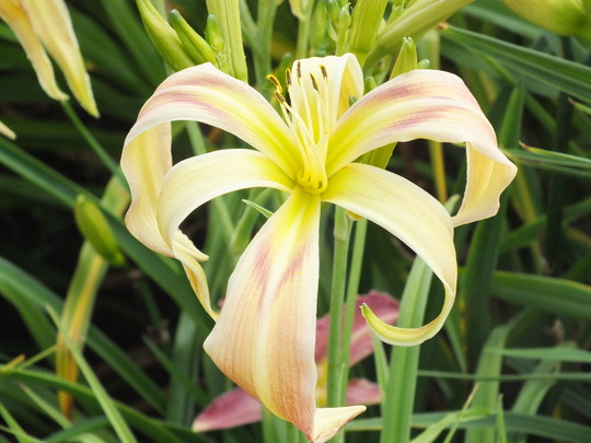 watchyl digital scream 2.jpg