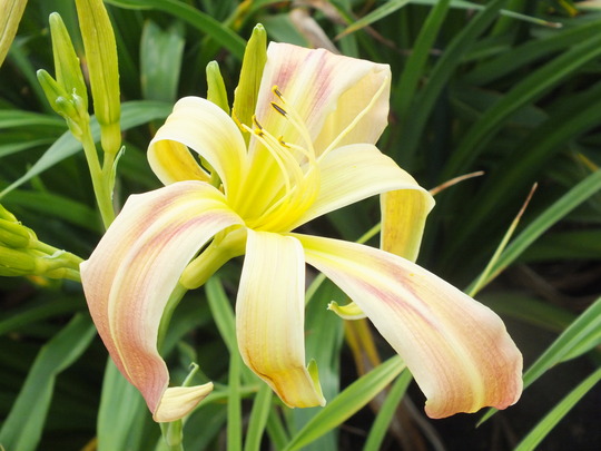 watchyl digital scream.jpg