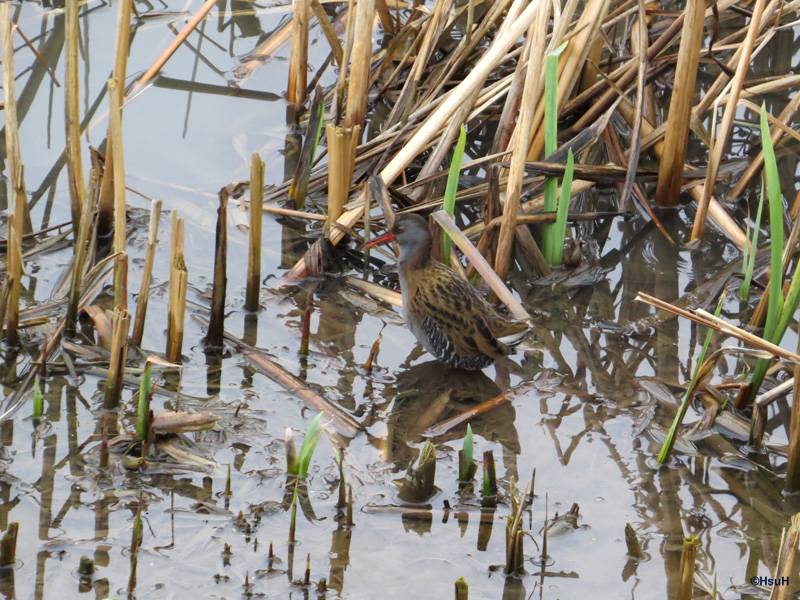 Water Rail.jpg