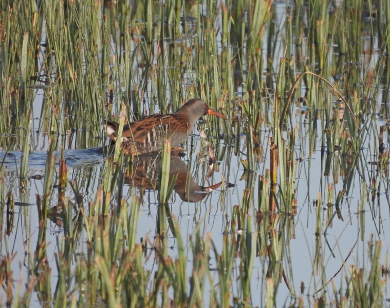 Water Rail - Slimbridge (5).JPG