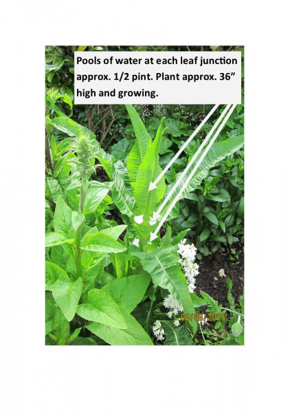 Waterpool plant notated.jpg