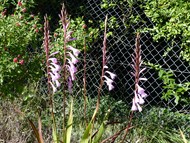 Watsonia 2.JPG