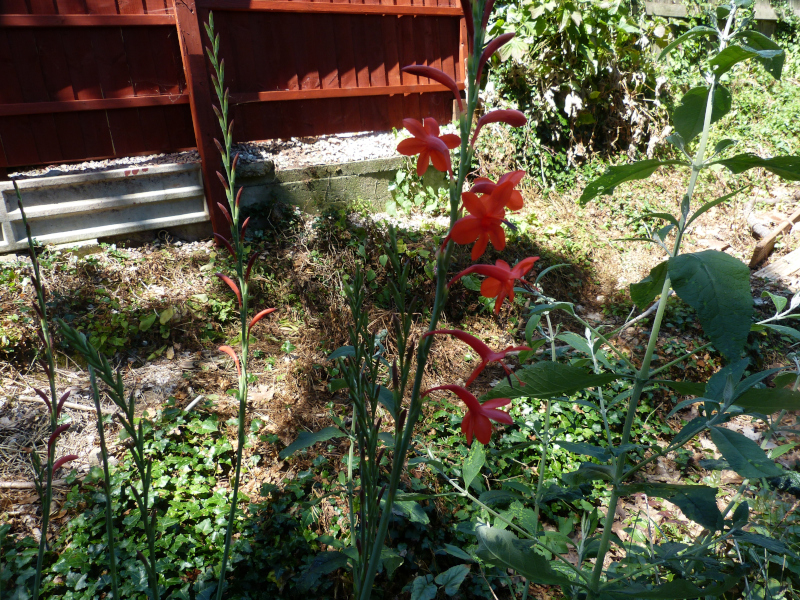 Watsonia angusta.JPG