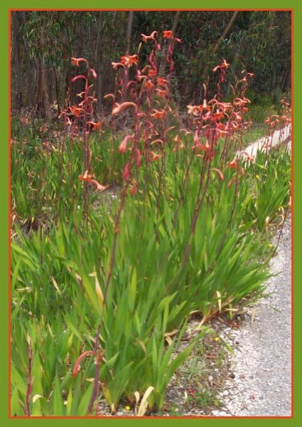 Watsonia (Bugle Lily).jpg