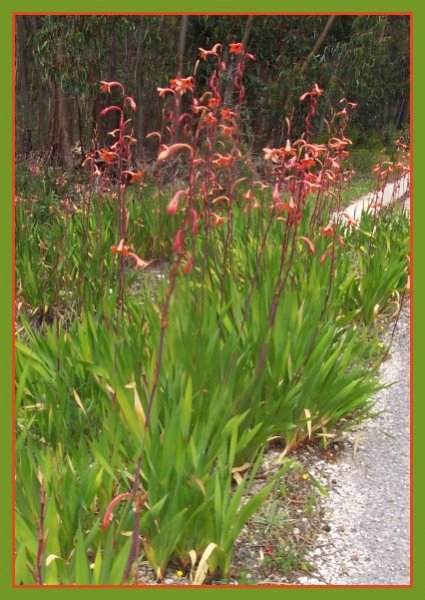 Watsonia (Bugle Lily).jpg