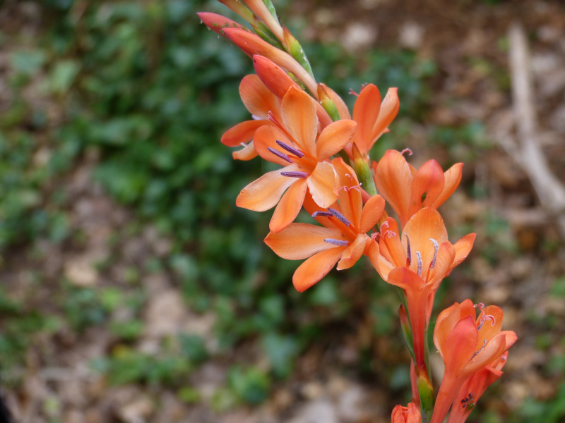 Watsonia marlothii.JPG